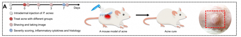 Schematic illustration of the 1cm x 1cm microneedles patch for the treatment of acne.